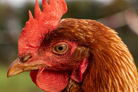 德国有机散养养鸡场一只棕色母鸡的特写房子居住小鸡团体草地生物生产宠物农业翅膀图片