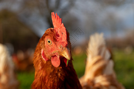 德国有机散养养鸡场一只棕色母鸡的特写草地营养牧场国家生物农业公鸡食物家畜团体图片