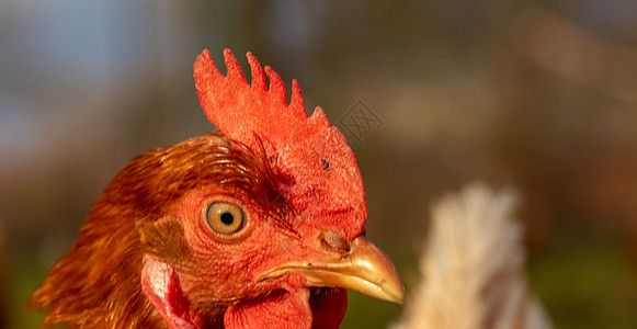 德国有机散养养鸡场一只棕色母鸡的特写动物生物小鸡房子翅膀食物草地鸡舍农场公鸡图片