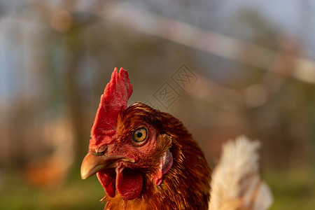 德国有机散养养鸡场一只棕色母鸡的特写翅膀营养小鸡公鸡鸡舍生物宠物房子草地居住图片