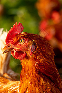 德国有机散养养鸡场一只棕色母鸡的特写翅膀农业国家家畜团体生产生物居住食物小鸡图片