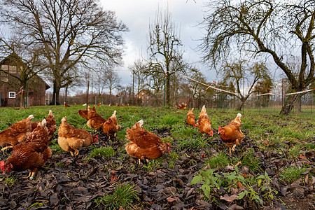 德国一个乡村农场的家禽德国 野鸡鸡舍母鸡家畜生产营养房子生物翅膀居住国家背景图片