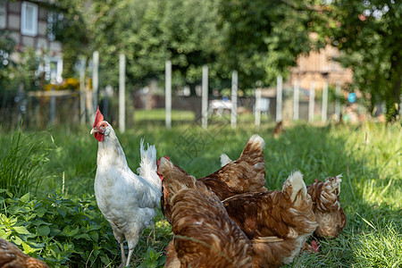 德国一个乡村农场的家禽德国 野鸡动物国家家畜农业居住生物翅膀公鸡羽毛生产图片