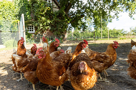 德国一个乡村农场的家禽德国 野鸡小鸡生物场地营养母鸡宠物草地家畜公鸡农业图片