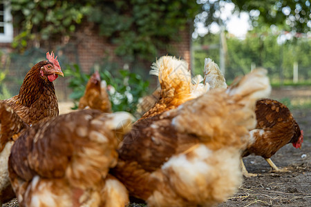 德国一个乡村农场的家禽德国 野鸡生产翅膀鸡舍房子小鸡生物居住家畜母鸡食物图片
