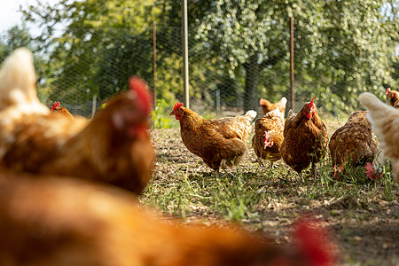 德国一个乡村农场的家禽德国 野鸡场地羽毛翅膀农业房子小鸡国家公鸡动物食物图片