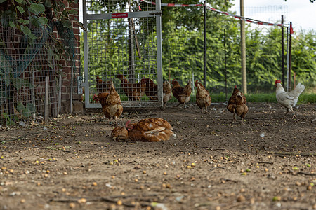 免费牧场有机鸡在泥土中洗澡 在德国一个农场的家禽小鸡生物公鸡农业营养场地生产家畜动物羽毛图片