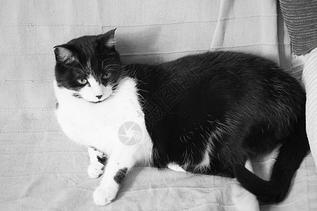 患有免疫机能丧失综合症的黑猫和白猫传染性动物小猫宠物黑色猫咪呼吸黄色哺乳动物肠炎图片