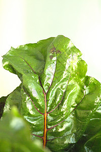 不做饭的新鲜红纸条红色紫色健康农业甜菜收成植物饮食多叶青菜图片