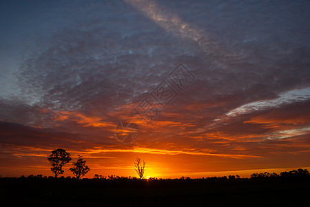 在澳大利亚有一次终身日落 有树的轮影 维多利亚州科布拉姆土地腐烂地区旅游业地景宗教盎司冷泉经济自然界图片