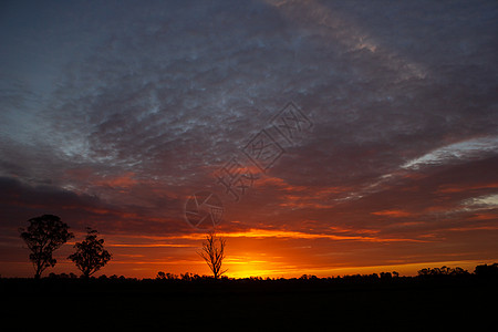 在澳大利亚有一次终身日落 有树的轮影 维多利亚州科布拉姆地景冷泉调配领地宗教地区自然界盎司旅游业经济图片