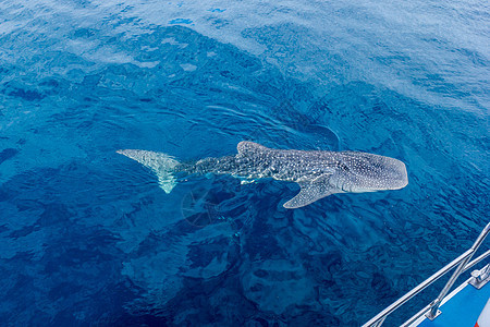 一只小鲸鲨幼崽 从一艘渔船上射中 澳大利亚西尼加洛珊瑚礁潜水员游泳热带海洋蓝色笨蛋环境女人飞行员动物图片