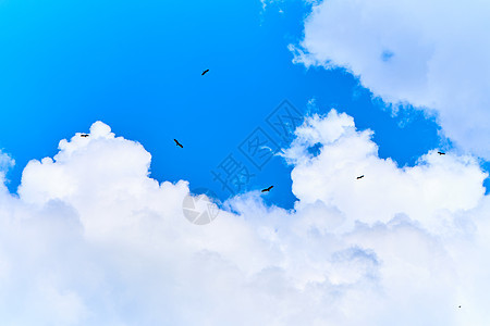 一群老鹰在天上盘旋 等待着食物荒野秃鹰野生动物航班猎物公园动物蓝色空气捕食者图片