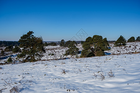 荷兰霍尔特堡附近霍特堡的景观山丘草地日光地毯爬坡自然保护区蓝色地平线娱乐季节环境图片