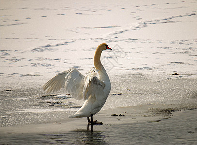 冬季在一个加拿大池塘中进行穆特天鹅 西格努斯水禽动物游泳野生动物反射鸟类太阳天鹅蓝色荒野图片