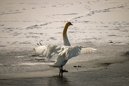 冬季在一个加拿大池塘中进行穆特天鹅 西格努斯野生动物鸟类羽毛反射蓝色天鹅太阳动物脖子白天鹅图片