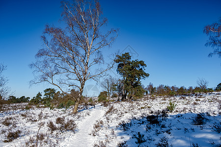 荷兰霍尔特堡附近霍特堡的景观山丘自然保护区蓝色爬坡日光地平线地毯环境公园娱乐农村图片