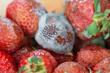 食物浪费是一个大问题模具孢子菌丝体真菌生物食品植物垃圾浆果腐烂图片