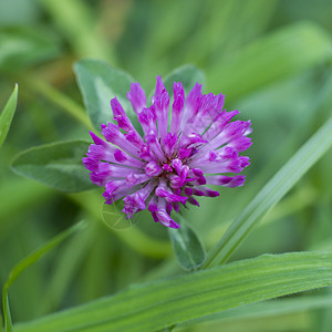 红三叶体草本植物野花植物群植物学花园翠菊紫色三叶草花花瓣宏观图片