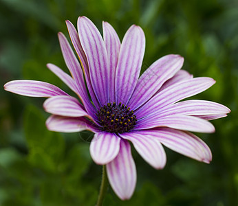 紫花朵黄色紫色植物群绿色花瓣花粉花园雏菊植物学粉色图片