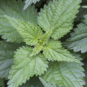 刺纹织物薄荷花园荨麻植物食物草本植物衬套绿色生长荒野图片