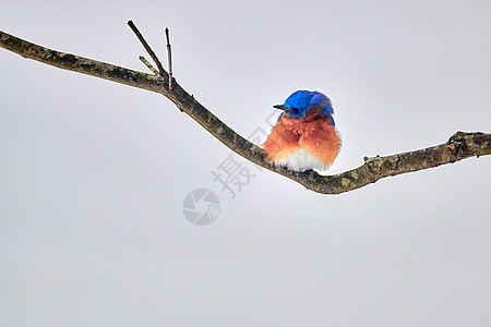 东部的青鸟雄性 在有雪背景的树枝上徘徊图片