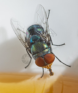 在碗里喂蜂蜜的绿瓶子苍蝇蜂蜜金属昆虫动物宏观野生动物动物群植物群胸部身体图片