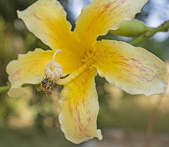 蜜蜂用丝线花生树花喂养蜜蜂身体动物群宏观野生动物季节昆虫植物群航班花瓣动物图片