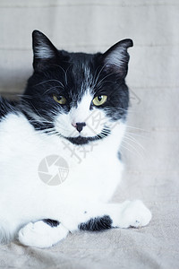 患有免疫机能丧失综合症的黑猫和白猫猫咪小猫哺乳动物传染性呼吸黑色宠物肠炎动物脊椎动物图片
