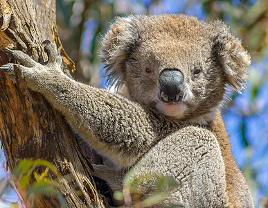 澳大利亚的一棵树上的Koala图片