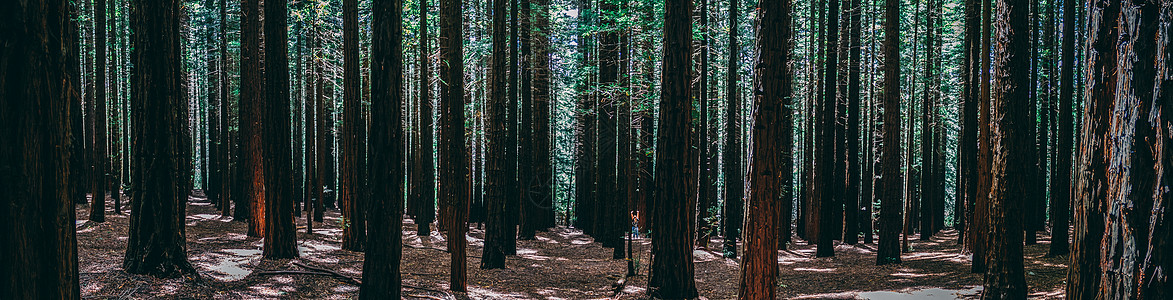 在澳大利亚墨尔本的亚拉谷 红木森林沃伯顿的一排树木女性环境摄影户外运动巨杉树干荒野风景自然景观红杉树图片