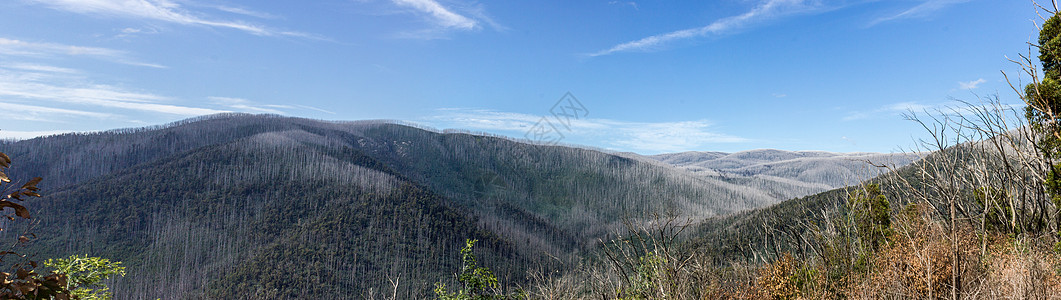 澳大利亚东沃伯顿 充满枯树的山岳二氧化碳天空危险中毒蓝色甲虫山脉臭氧悲伤腐烂图片