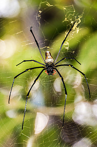 通常在亚洲和澳大利亚发现的大型北方金球织布工或巨型金球织布工蜘蛛 利希特菲尔德国家公园蛛网荒野捕食者花园织工蛴螬小动物窗户野生动图片