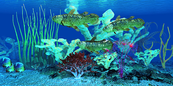 Coelacants 珊瑚礁图片