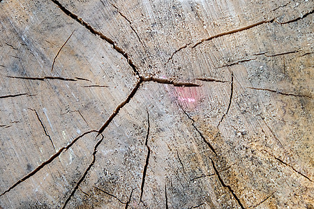 木制的背景或纹理 特写天然木纹图片