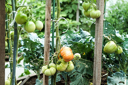 菜园中绿色大西红柿的特写镜头 生物农业 在家庭花园中种植的非常美味的西红柿 不含化学物质 在家种菜的家庭传统食品水果收成生长传家图片