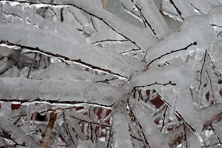 冬季冰风暴过后 树枝上盖有冰结晶水晶松树霜树冰暴花园树突雪花季节蓝色图片