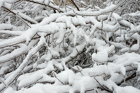 冬天一棵树枝覆盖着冰雪图片