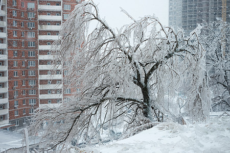 冰暴后折断和倒下的树枝 树木覆盖着冰雪 恶劣的下雪天气图片