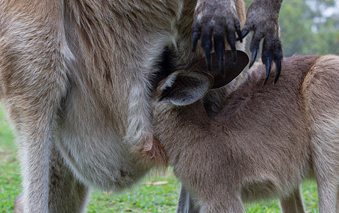 袋鼠宝宝正喝着母亲的邮袋 - 特闭 皇后区 澳洲图片