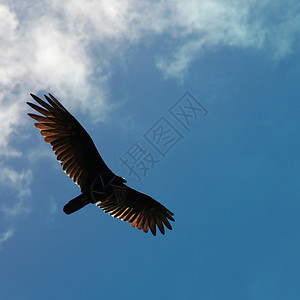 秃鹰飞翔鱼鹰野生动物动物湖泊乌鸦荒野食物翅膀航班海鸥图片