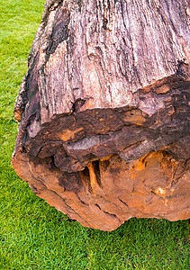 完好无损的大树木化石木头岩石石头历史树干森林棕色化石图片
