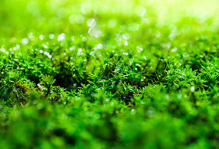 在地上生长新鲜的绿苔 阳光下有水滴藻类绿色花园宏观晴天环境石头森林热带季节图片