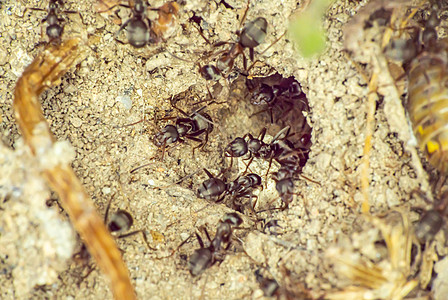 地面蚂蚁群野生动物漏洞天线森林工人荒野团队树叶宏观动物群图片