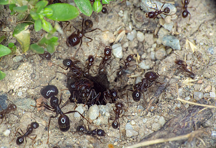 地面蚂蚁群合作害虫宏观斗争损害荒野树叶力量团队动物图片