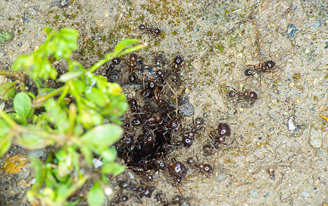 地面蚂蚁群斗争团体森林动物群害虫漏洞团队天线动物树叶图片