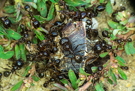 地面蚂蚁群力量宏观漏洞天线团队野生动物团体森林工作害虫图片