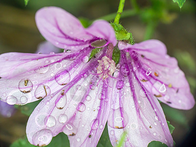 花园雨滴中的紫色花朵我们植物花瓣白色植物群植物学阴影绿色宏观叶子图片