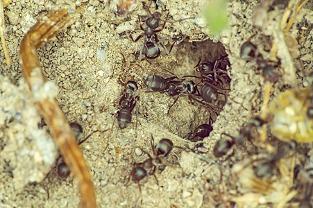地面蚂蚁群森林天线树叶组织动物殖民地工作昆虫工人宏观图片