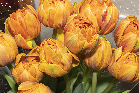 橙色郁金香束花 在包装纸的封结中摄影周年纪念日花束框架生日叶子卡片橙子画幅图片